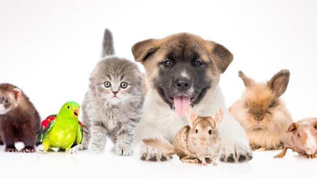 ¿Por qué tener mascotas hace bien a la salud de las personas_ ¿Por qué tener mascotas hace bien a la salud de las personas?