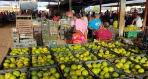 Disminuye el precio del limón y otros cítricos en Oxkutzcab