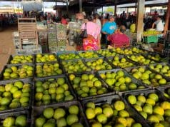 Disminuye el precio del limón y otros cítricos en Oxkutzcab