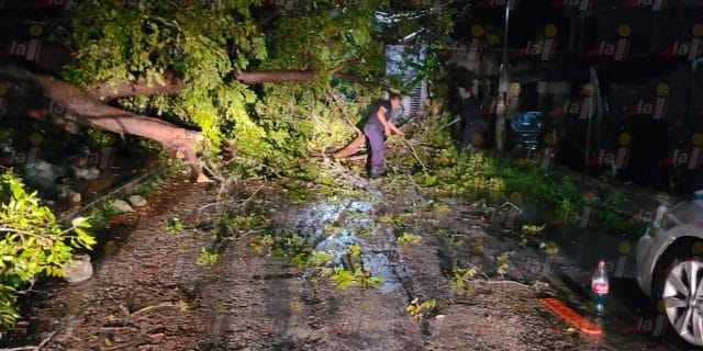 Enorme árbol de chaká se cae por las lluvias y tapa vía en Tizimín