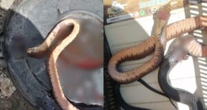 Inmensa serpiente ataca a familia de Hecelchakán