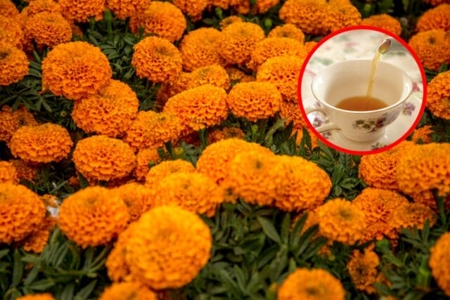 La flor de Cempasúchil como comida: fin de temporada de finados