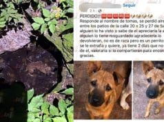 Rescatan a perro de un sumidero en Ticul: llevaba dos días