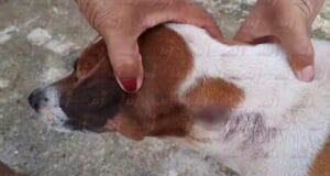 Sujeto le da escopetazo a perra llamada 'Vaquita' en Hoctún