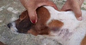 Sujeto le da escopetazo a perra llamada 'Vaquita' en Hoctún