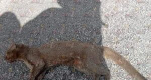 Atropellan a un 'emuch', felino endémico de la región en Muxupip
