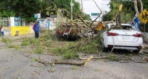 Cae árbol de flamboyán enfrente del IMSS de Umán y deja daños y lesionados