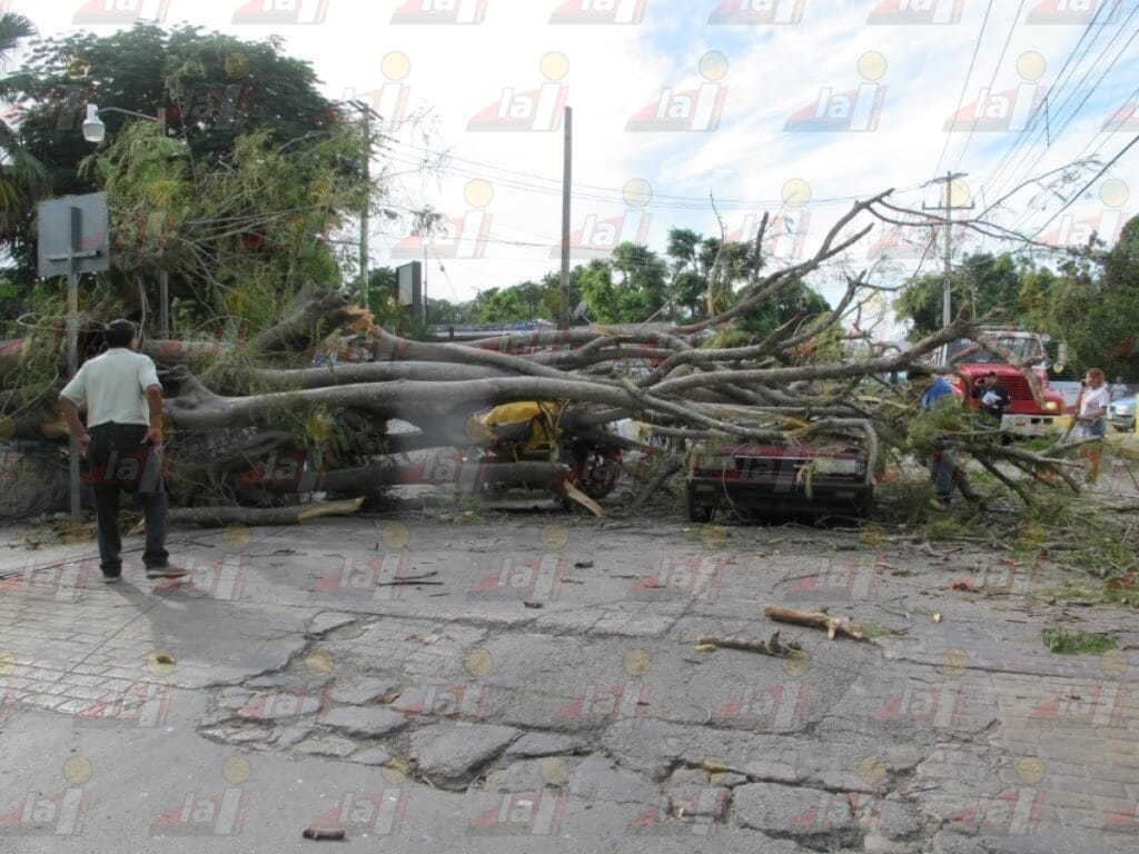 Cae árbol de flamboyán enfrente del IMSS de Umán y deja daños y lesionados