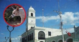 Denuncian maltrato animal a una perrita en Tixkokob