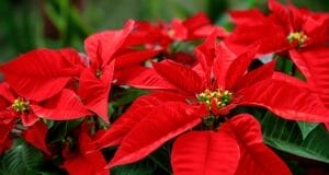 Día internacional de la Noche Buena: los beneficios de esta flor