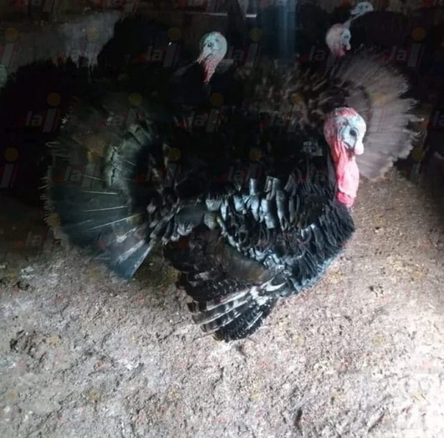 Vecinos de Tzucacab empiezan a vender pavos de sus patios