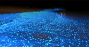 Bioluminiscencia en Holbox: te contamos cómo y cuándo disfrutarla