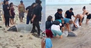 Delfines quedan varados en la playa en Telchac Puerto