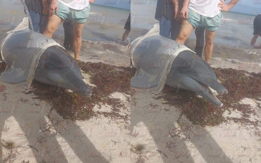 Delfines quedan varados en la playa en Telchac Puerto