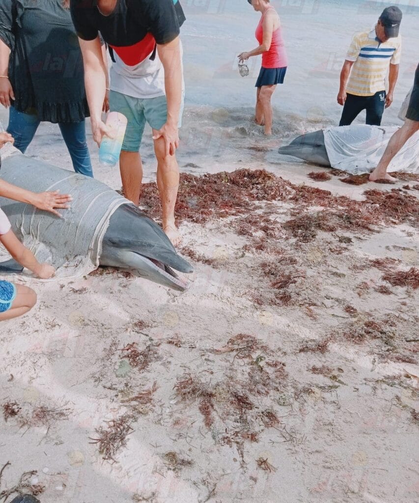 Delfines quedan varados en la playa en Telchac Puerto