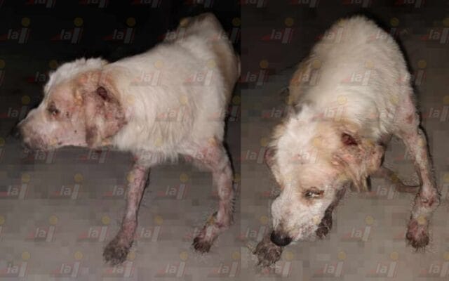 Denuncian maltrato animal hacia perros, en Motul Denuncian maltrato animal hacia perros, en Motul
