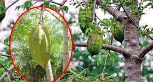 El bonete o k´umche: una fruta maya para tiempos de escases