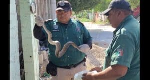 Encuentran serpiente boa en Chicxulub Puerto: mordió a un policía