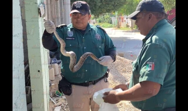 Encuentran serpiente boa en Chicxulub Puerto: mordió a un policía