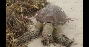 Encuentran una tortuga caguama sin vida en la playa de Progreso