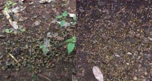 Reportan la muerte masivas de abejas en Hopelchén