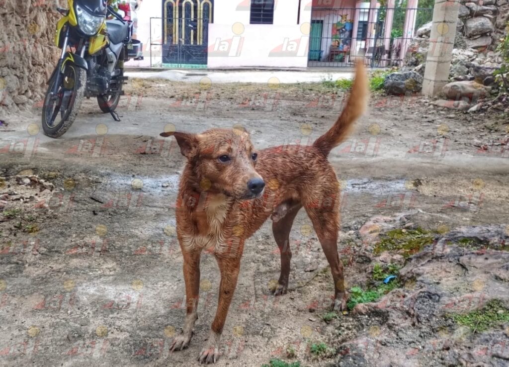 Rescatan a perro de pozo de 12 metros en Tanyá
