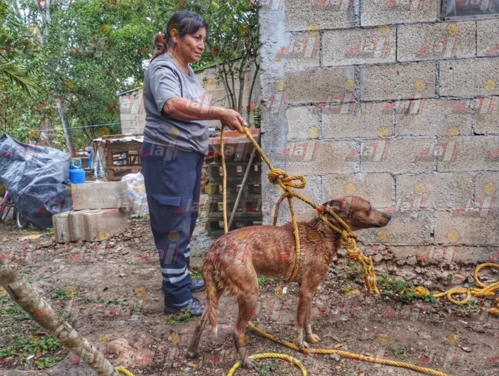 Rescatan a perro de pozo de 12 metros en Tanyá