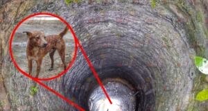 Rescatan a perro de pozo de 12 metros en Tanyá