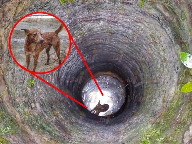 Rescatan a perro de pozo de 12 metros en Tanyá portada Rescatan a perro de pozo de 12 metros en Tanyá