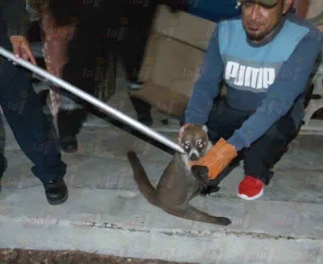 Resguardan un tejón de una casa en Motul 1 Resguardan un tejón de una casa en Motul