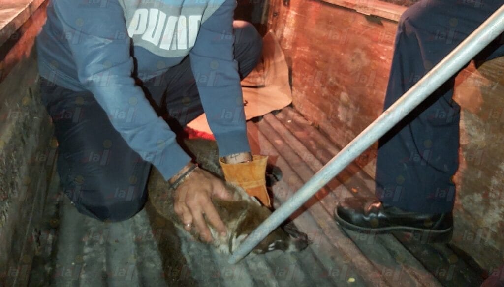 Resguardan un tejón de una casa en Motul
