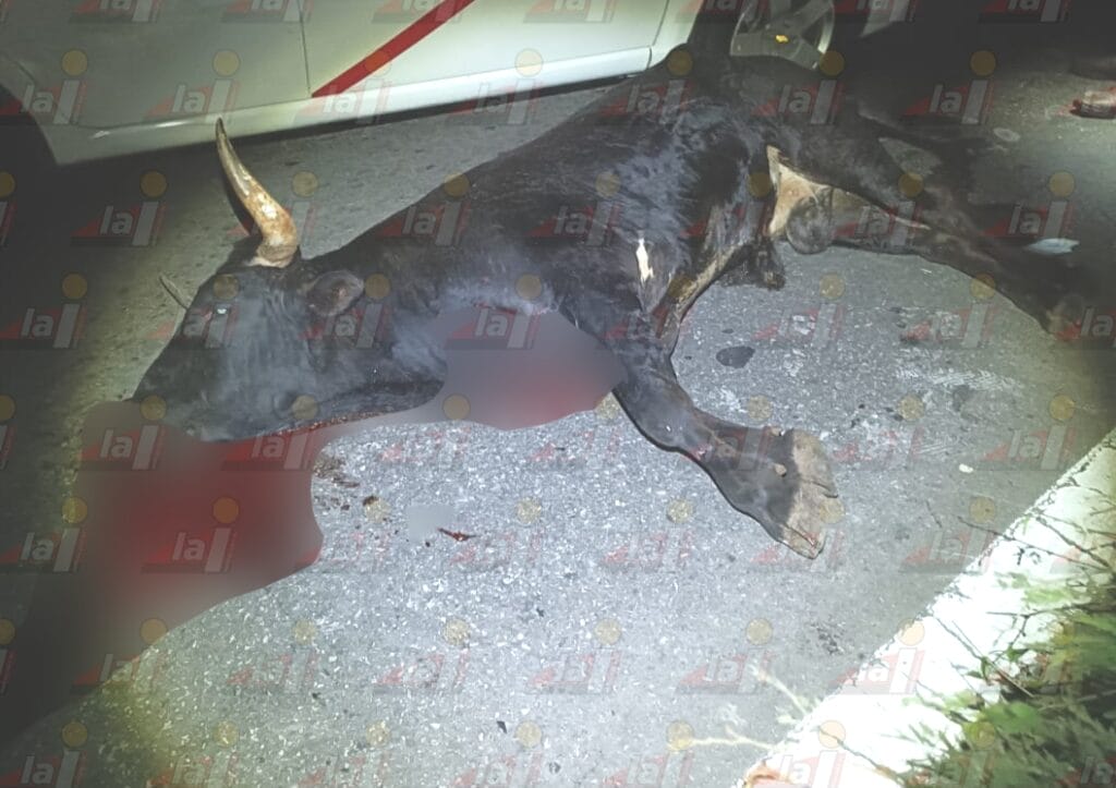 Taxi choca contra toro de lidia en Mérida-Valladolid