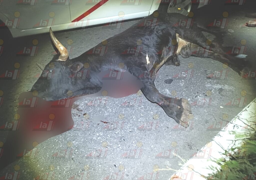 Taxi choca contra toro de lidia en Mérida-Valladolid