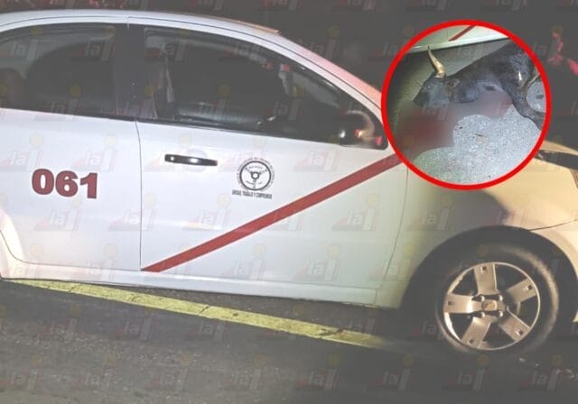 Taxi choca contra toro de lidia en Mérida-Valladolid