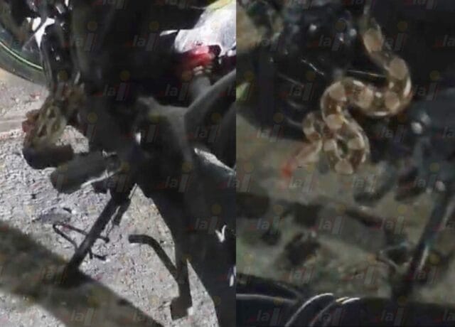 serpiente moto Progreso (1)