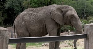 adolescente elefante