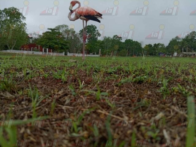 flamenco campo Progresito