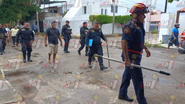 dos perros atacan a tres personas dos perros atacan a tres personas