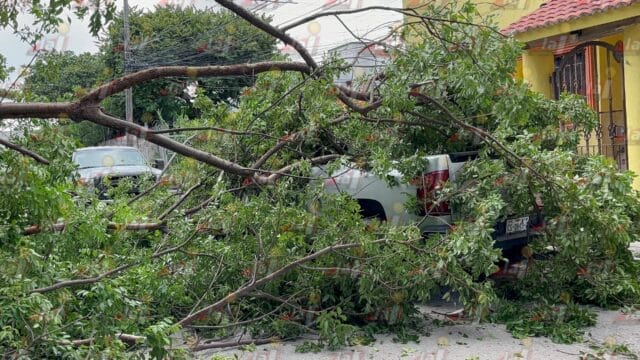 árbol camioneta Fraccionamiento Madera árbol camioneta Fraccionamiento Madera