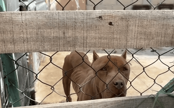 Maltrato animal en el estado de México Maltrato animal en el estado de México