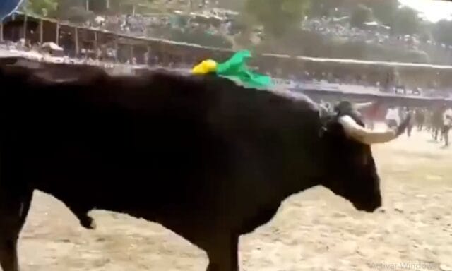 Hombre pierde la vida tras ser corneado por un toro: terminó con las vísceras expuestas