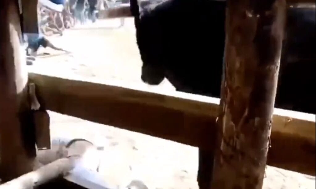 Hombre pierde la vida tras ser corneado por un toro: terminó con las vísceras expuestas