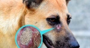 ¿Qué es el gusano barrenador y cómo afecta a tus mascotas durante el calor?