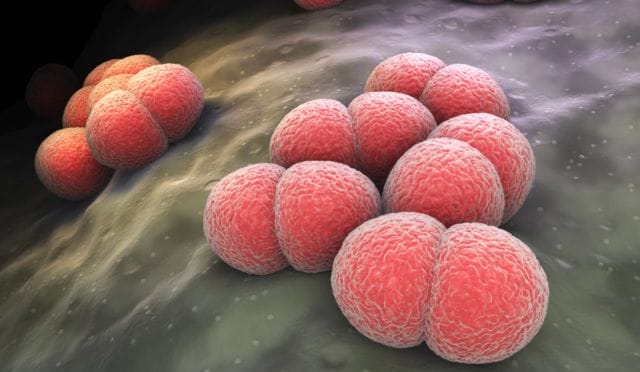 bacteria asesina