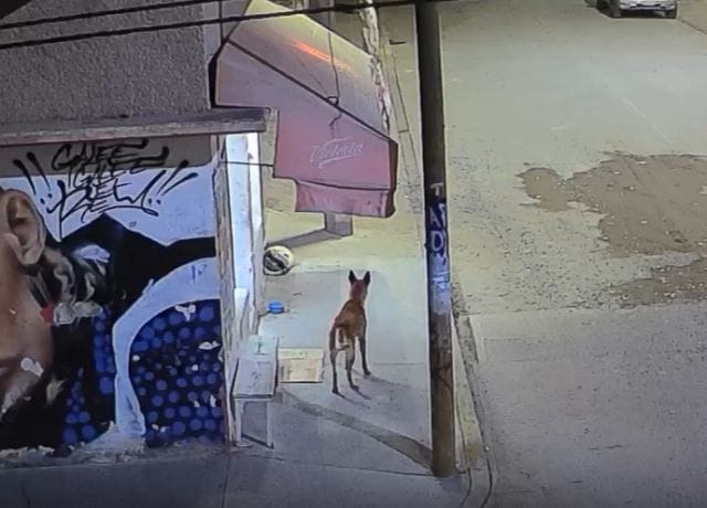 VIDEO FUERTE: Perrito es atacado a balazos en ecatepec: agente de la Fiscalía responsable ya fue detenido