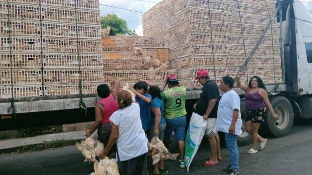 Vecinos se llevaron a los pollos en Umán tras accidente de camión Vecinos se llevaron a los pollos en Umán tras accidente de camión