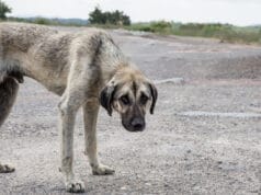 ¿Ves maltrato animal? Esto es lo que debes hacer
