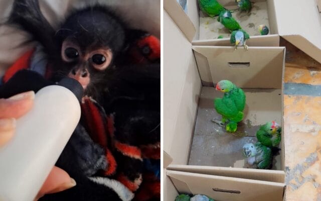 Rescataron a mono araña 25 loros