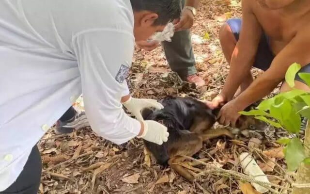 brote gusano barrenador Península