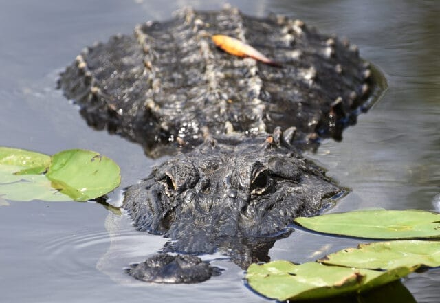 Cocodrilo ataca a un niño de 10 años